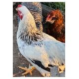 Light Brahma Rooster 6 months old