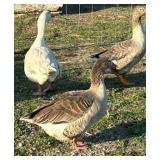 Breeding trio of Pilgrim Geese. 1M 2F