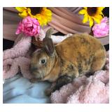 Harlequin Mini Rex Doe