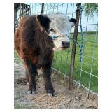 Bruce 7 month mini Hereford x mini belted/highland