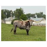 Huge Trophy Longhorn steer