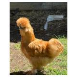 Trio Buff Silkies 2025 hatch, Naked Neck rooster,