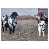 Commercial Dapple Doe with Beautiful buckling