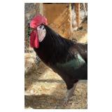 2 year old white faced black Spanish rooster