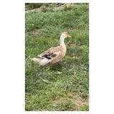 Pair silver Appleyard ducks. Hen of s laying