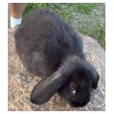 Floppy eared Flemish Giant. Doe born January 9th.