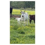 5 year zebu cow with zebu heifer baby