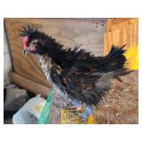 Frizzle bantam Rooster with crested hen young