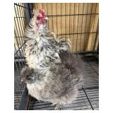 Pair of Bantam chickens, 1 frizzle 1 Sikie