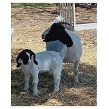 'Boo' 3y/o FB Boer Doe w/ 8wk old FB Boer Doeling