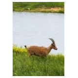 Ibex nanny. 3 years old. Exposed to ibex Billy
