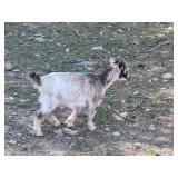 Trips colored Baby Nigerian Dwarf Billy
