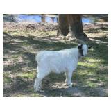 Nigerian Dwarf Baby Billy