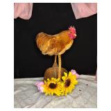 9 month old red bantam Cochin rooster super sweet