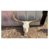 Longhorn skull approximately 3ft tip to tip