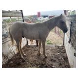 Palomino stud colt Born July 20th 2025