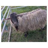 Butterbur is a 2yo purebred Pygora buck
