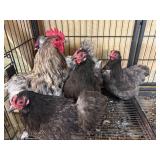 3 Cochins hens, 1 silkie Roo 1 Cochin Roo