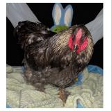 One year old beautiful gentle blue Brahma rooster