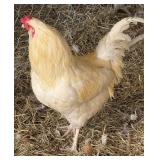 White Americana rooster