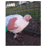Year old white turkey hen. Laying