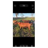 Moon Willow MA VRYCï¿½s Ruby