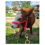 Daisy is a Mini Highland/Mini Hereford heifer
