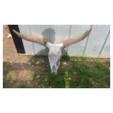 Brahma cow skull has some damage in her face