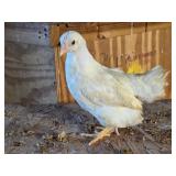 8 nice started amber link pullets
