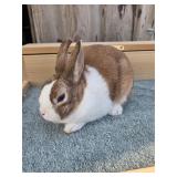 Dutch Jr Doe  Grey Tort - Not showable,