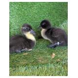 2 Black Bibbed Baby Call Ducks