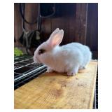 Mini Rex/Lion head Cross Bunny Unsexed