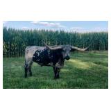 Huge Trophy Longhorn steer