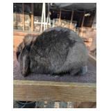 Sable Sr doe 3-4-25 Pedigreed