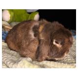 4 year old senior holland lop buck