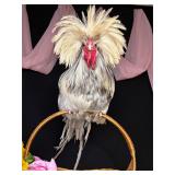 Polish rooster