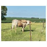 Huge Trophy Longhorn steer