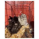 Quad of Cochin bantams, some frizzle
