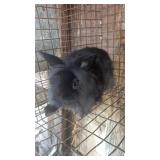 Lionhead buck 8 weeks old