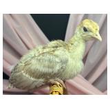 4 week old sweetgrass turkey unsexed