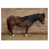 ï¿½Almondï¿½ 10y/o vet aged pony mare 12h