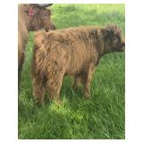 ï¿½Cyrusï¿½ Mini Highland DOB  November 18, 2025