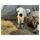Michael F1 Valais/Painted Desert ram lamb