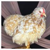 6 month old calico bantam Cochin pullet
