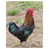 Spike, Homestead Mix, Hatched Oct 2025