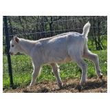 Cross buckling born February 23rd.