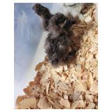 2 chocolate show quality silkies. 4 weeks old