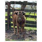 7 month old mini highland/panda x mini zebu