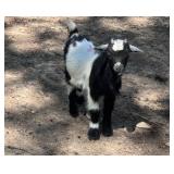 Tiny Black and White Nigerian Dwarf Billy Goat