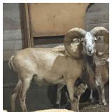 Urial cross ram. Great trophy or breeder 30ï¿½ range